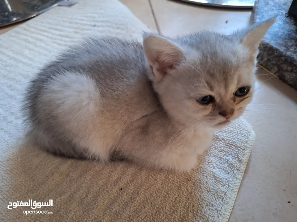 kittens for sale 60 days old    Scottish.
