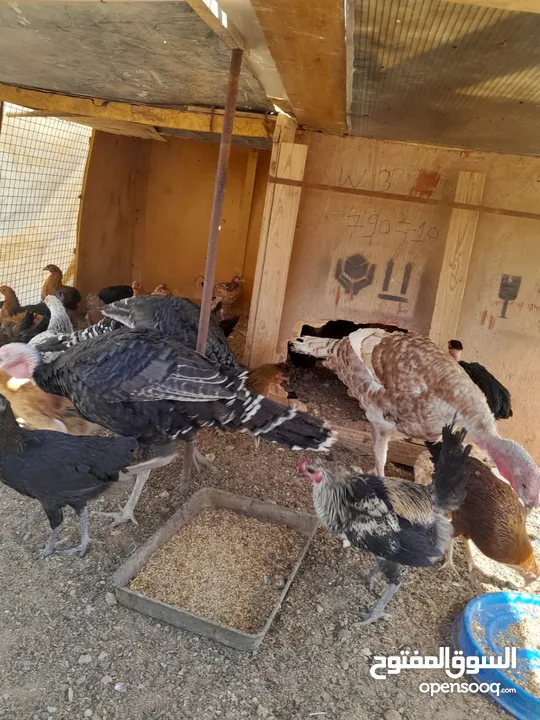 ديوك حبش للبيع العدد ثلاث
