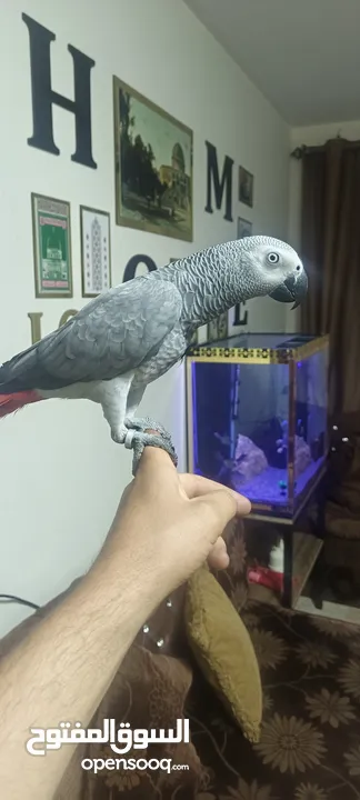 كاسكو عمر سنه 4شهور ومكلم أليف عيون مكحله