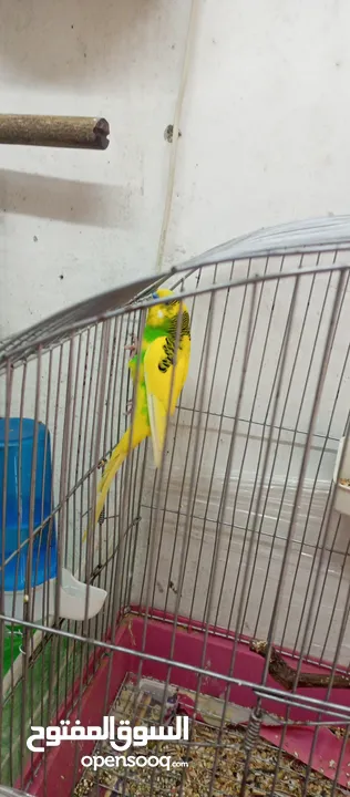 للبيع ذكر  طير حب