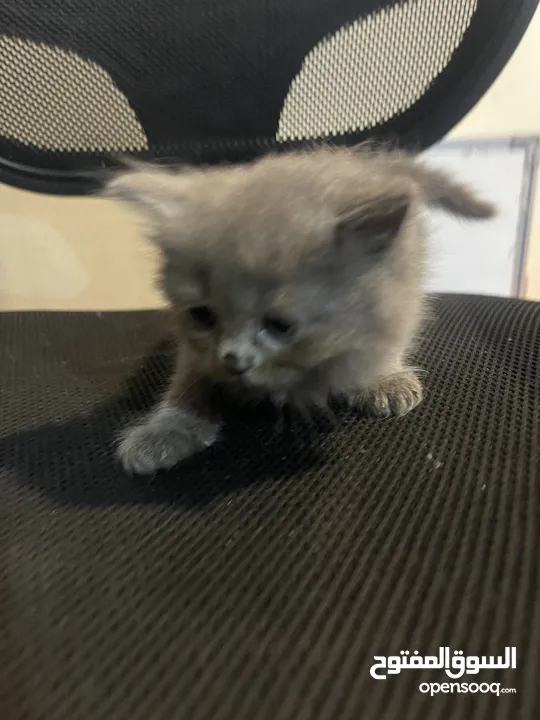 Persian short hair kitten