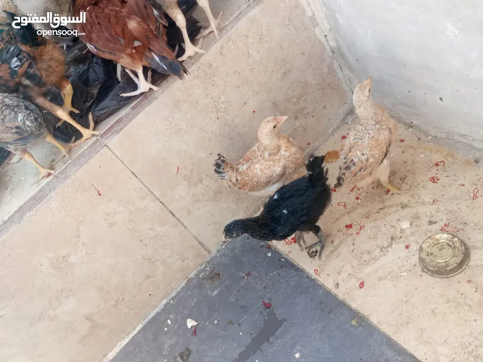 فراخ دجاج عدد 13 للبيع