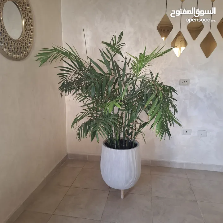 تفصيل قواوير فايبر جلاس بشكل عصري أنيق  زراعة وتسميد النباتات الداخلية والخارجية بإشراف مهندسين