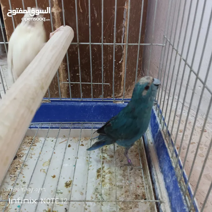ببغاء جرين شك أليف