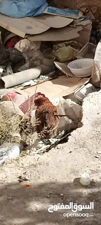 مطلوب فقاسه خمسين بيضه وتكون بسعر مناسب ارجو المساعده في هذا المجال