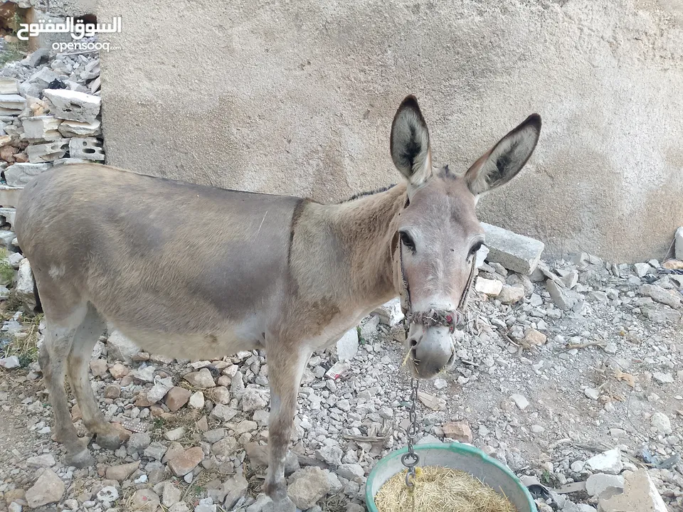 حماره عاقله