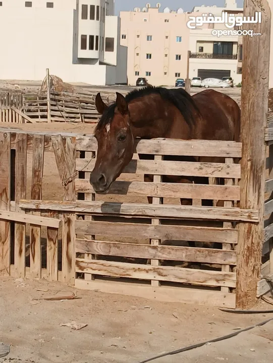 للبيع 2 فرس مع جوازات ميلادهم الاصليه المعتمده