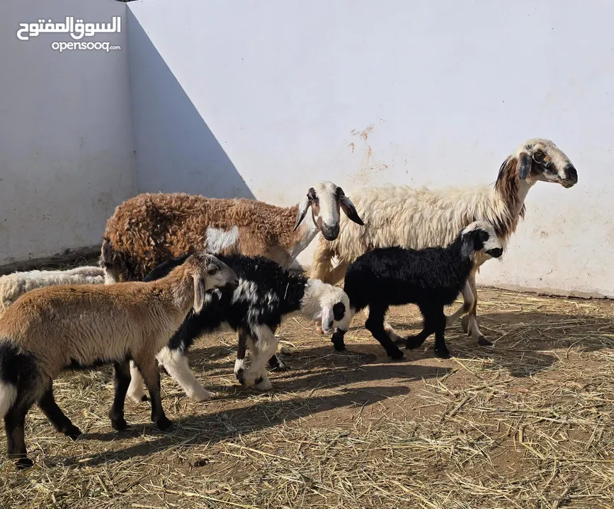 جعد هجين سوداني كل وحده تحتها 2  جعد يتاومن كل موسم ع 350 للكل لعدد 6