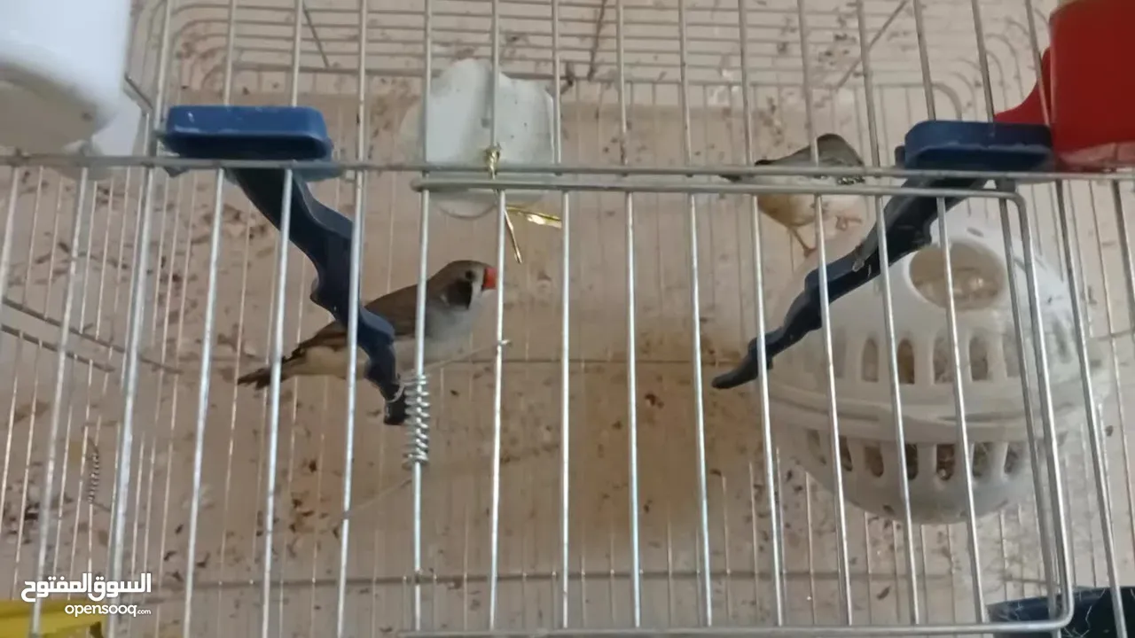 جوزين فنجز