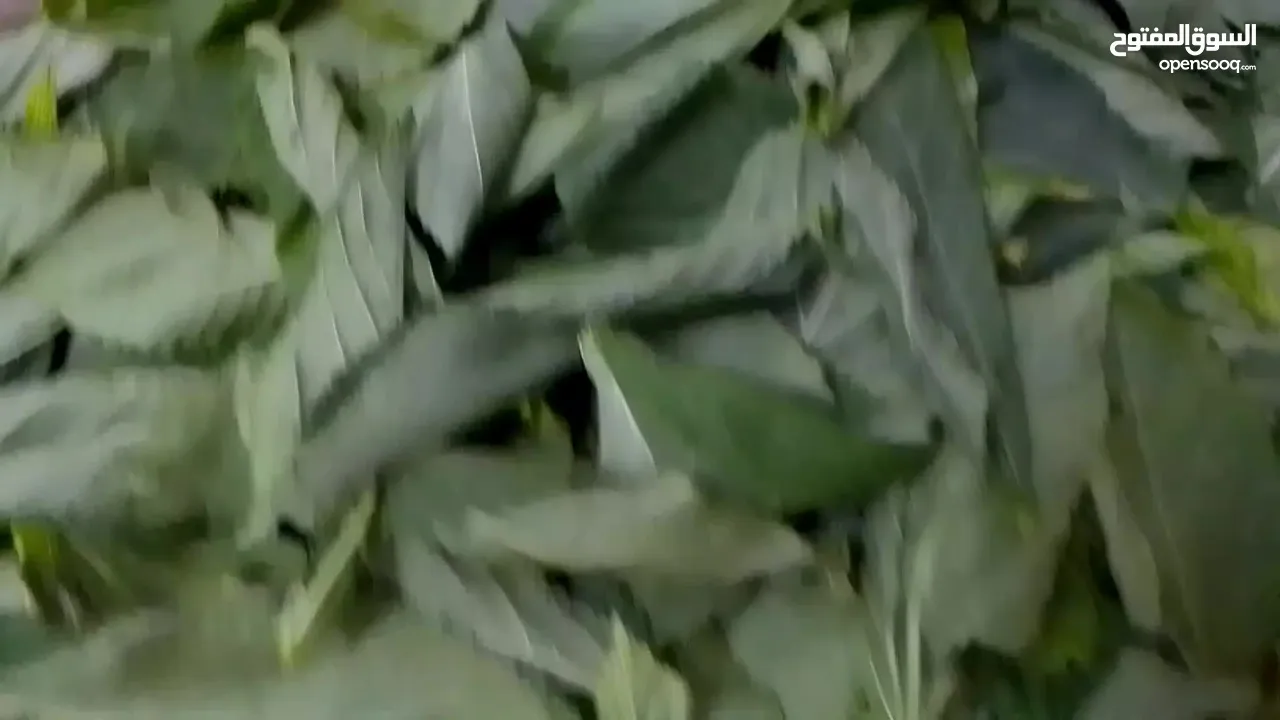 ملوخيه الرجاء او ناشفه مغسوله ومنقبه مفرومه ناعم او حسب طلب ملوخيه السنه هاي وصلت لحد بيتك