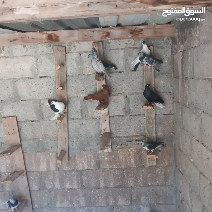 حمام البيع