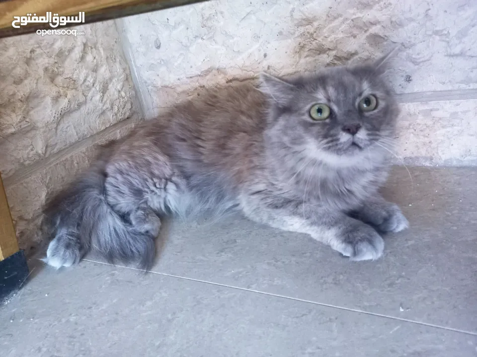 لكل محبين القطط  والمهتمين  بالقطط شيرازي للبيع