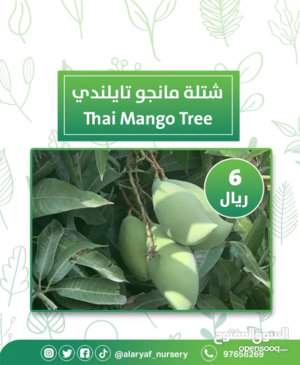 شتلات و أشجار المانجو المختلفة لدى مشتل الأرياف بأسعار مناسبة ومنافسة  mango tree