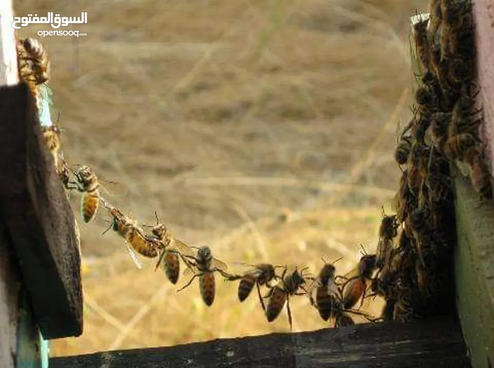 نشتري طرود النحل والخلايا الجبليه  نشتري خلايا النحل