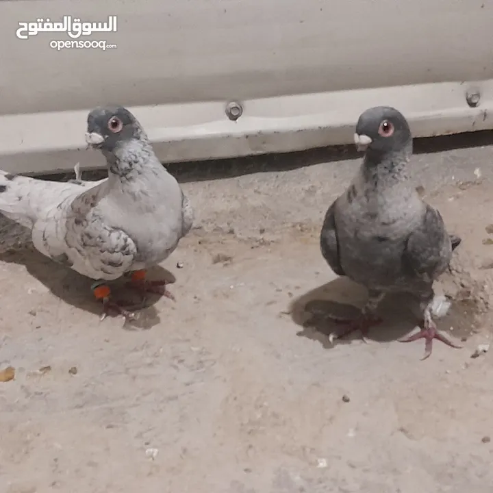حمام للبيع جواج الجوز 10