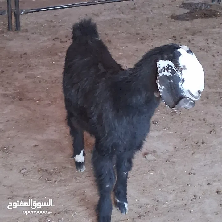 سخلة للبيع وتيس عمره قريب السنه للبيع