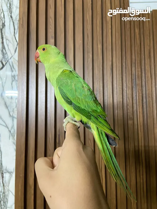 ببغاء الدره