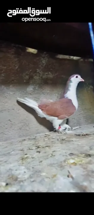 حمام للبيع فحول زق وجوز بواز