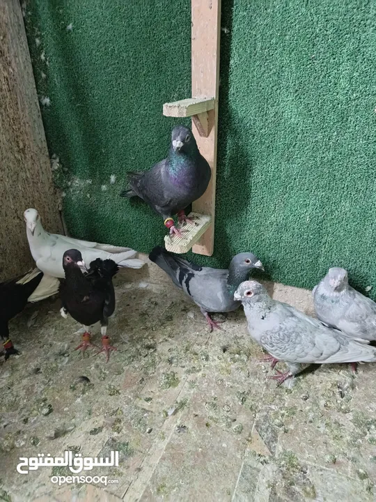 طيور حمام بسعر حرق 2