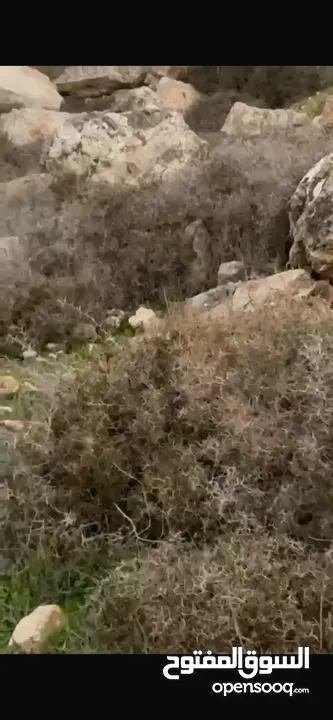 ارض للبيع بمدينه الخليل دورا