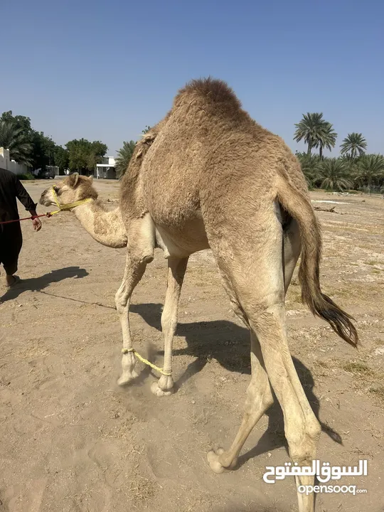 بكره فطيم فووووول سمنه