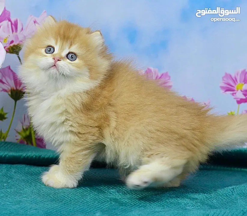 pure breed kitten British shorthair