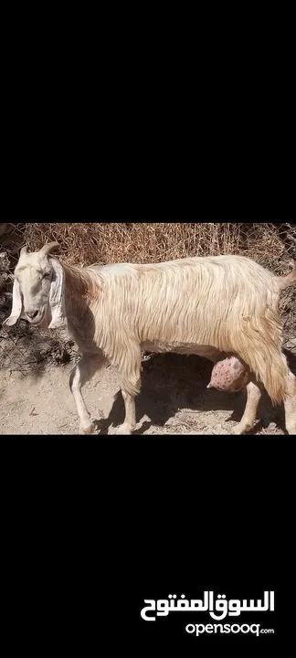 عنزين حليب نخب معهن 4