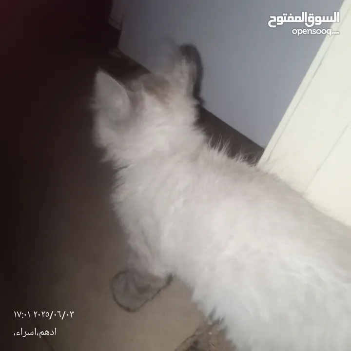 قط هاملاي ذكر للبيع