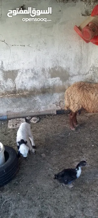 نعجه للبيع وراها عبود عمان جاوا