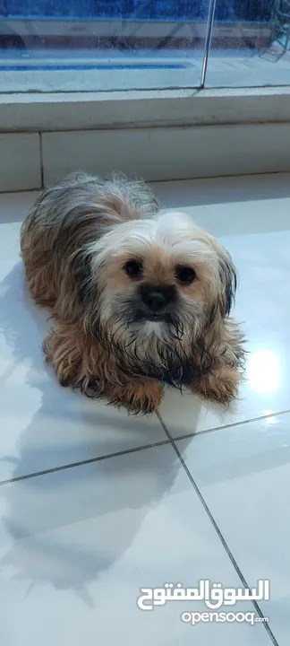 Pure ShihTuz male