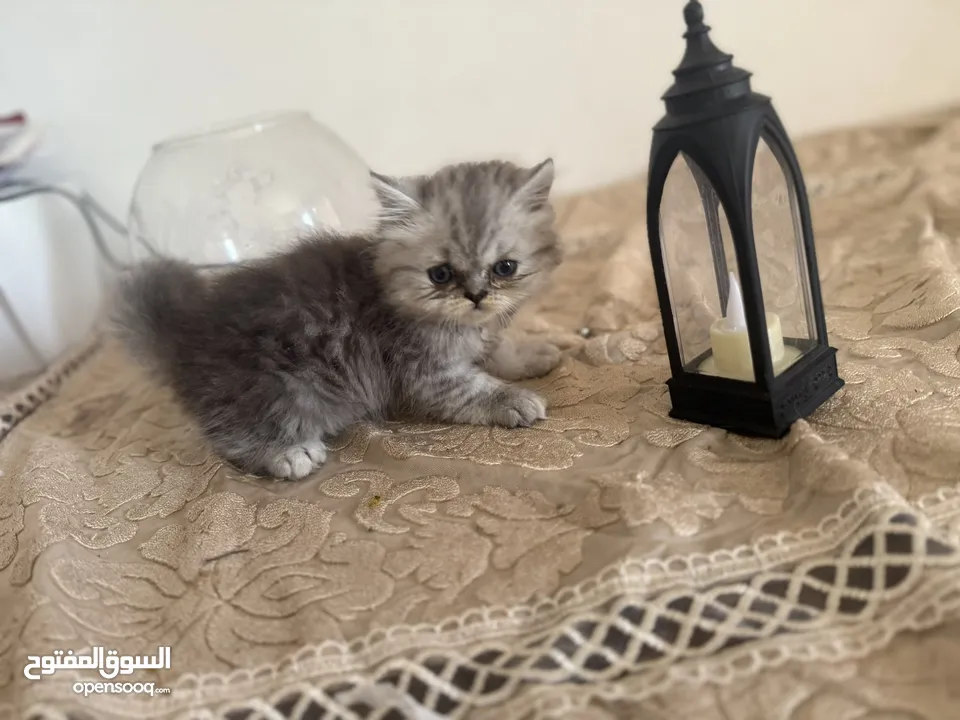 قط شيرازي  عمر شهرين السعر :300 الواحد