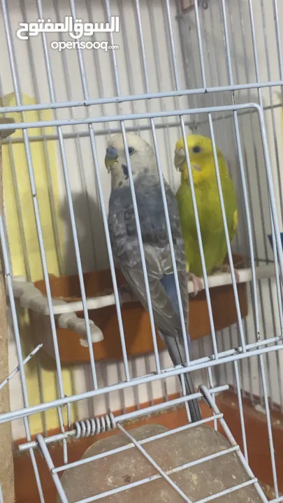 طيور حب تحتهم سبه فراخ و بيضة بسعر حرق