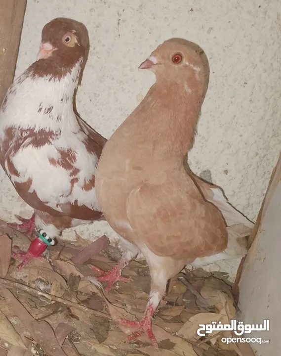 حمام جواز بصلات على نبي الحبه ب دينارين واغلبو تحتيو فراخ وبيض