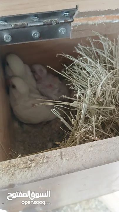 مطير روز البينو عين حمره