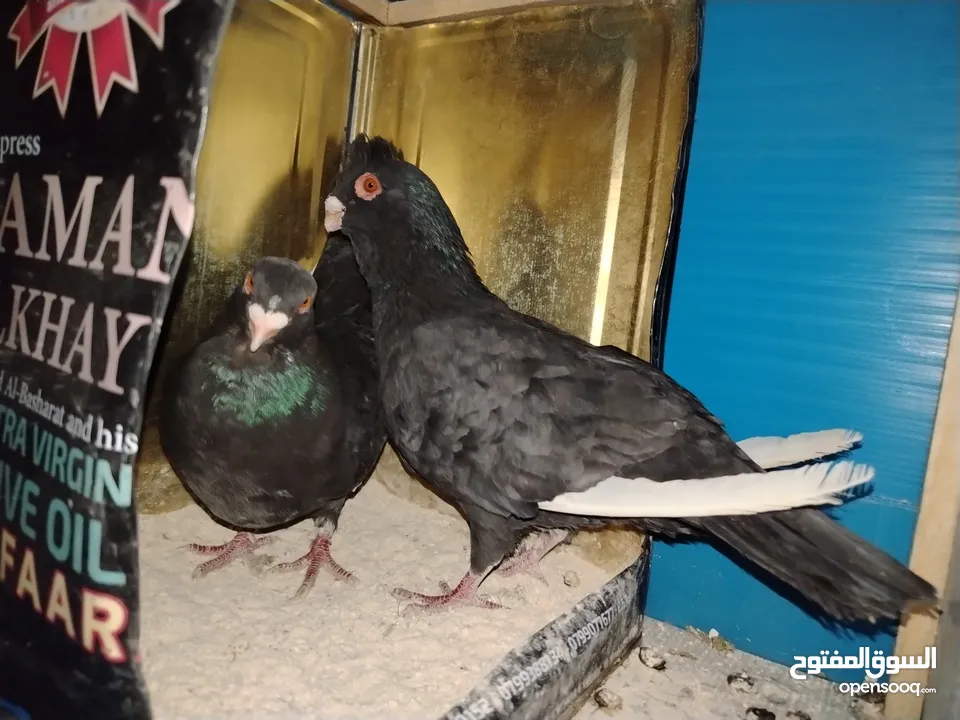 جواز مسويد سود نظاف ماكينه للبيع بحاله جيدة و بسعر جيد