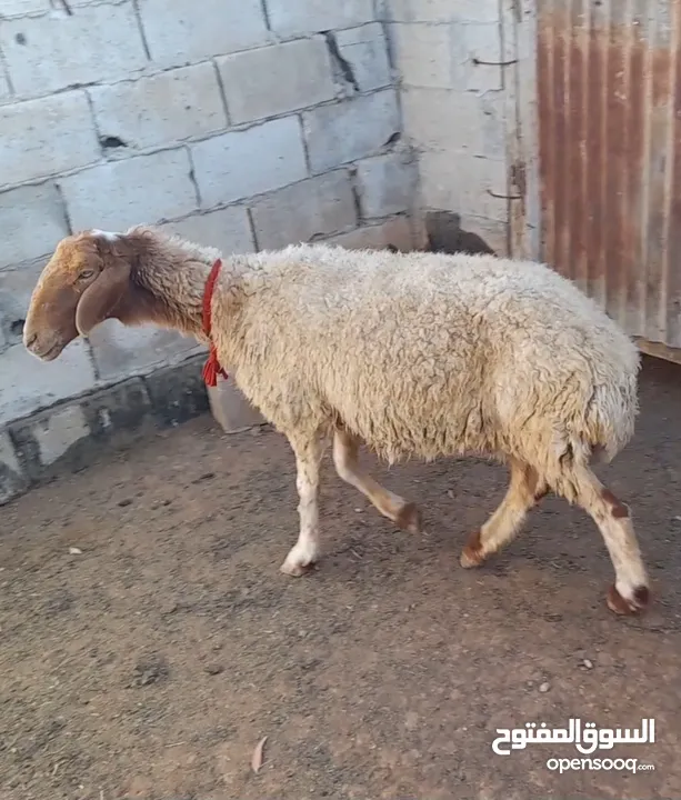 عقائق ذبائح نذر بلدي لحم و سن نظيف للبيع