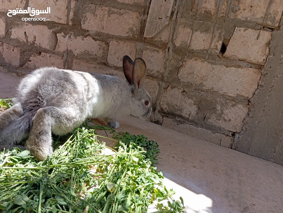 دكر جامبو بلجيكي  بسم الله مشاء الله