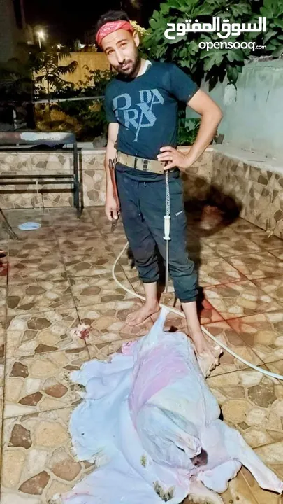 لحام متنقل ذبح أضاحي خاروف عجل بلدي جمل غنم بلدي روماني برزيلي كولمبي اسباني خروف بلدي جزار متنقل
