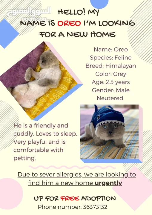 Male Cat for adoption FREE