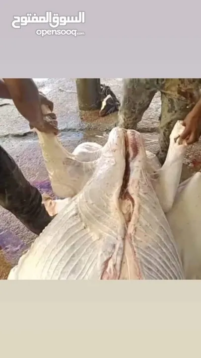 لحام متنقل ذبح أضاحي خاروف عجل بلدي جمل غنم بلدي روماني برزيلي كولمبي اسباني خروف بلدي جزار متنقل