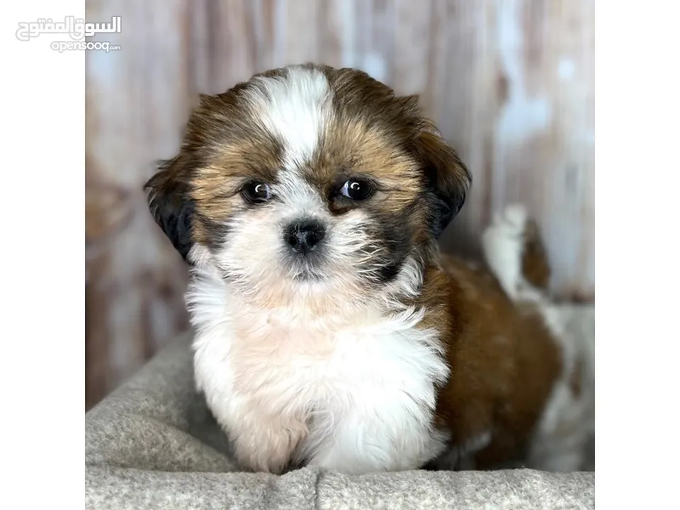 Shihtzu puppy dog