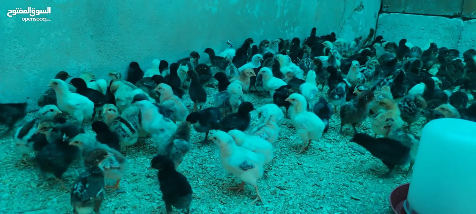 موجود صيصان بلدي بكميات