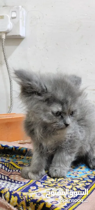 Cat for sale urgent sale on farwaniya
