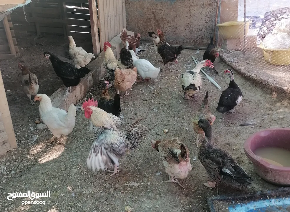 دجااج وبط ووز للبيع