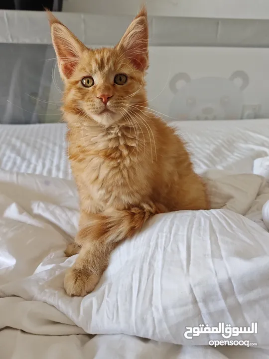 Mainecoon kitten