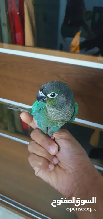 Green cheek