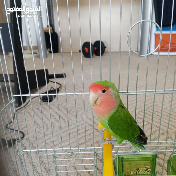ببغاء روز لون مميز