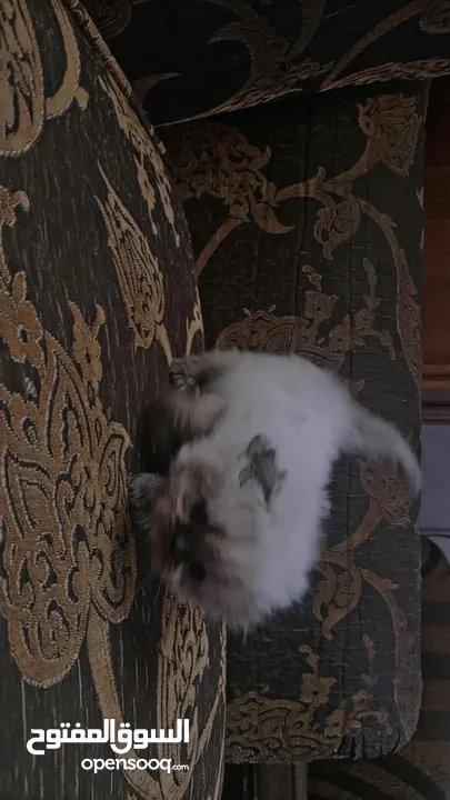 قطه انثى سكوتش مكس هملايا عمر شهر ونص