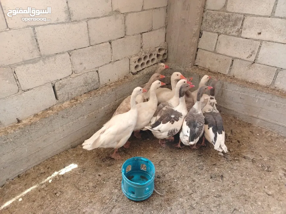 بسم الله ماشاءالله موجود وز حجم جامبو صلاة النبي 8 فرخات و3 ديوك الي شرا يرن ما منقصر معو انشاء الله
