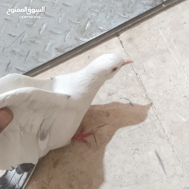 حمام بلدي شغال وصحه قويه شغل تربايه ومشروع زغاليل